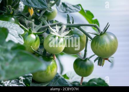 Gros plan d'une tomate verte brillante sur une vigne. La plante a de grandes feuilles vertes vibrantes. Banque D'Images