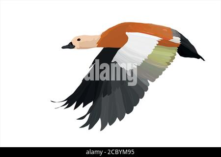 Image vecteur de canard volant. Oiseau: Ruddy Shelduck. Tadorna ferruginea. Illustration de Vecteur