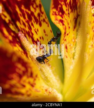 Deux fourmis noirs (Lasius niger) combattent sur un nénuphar asiatique Banque D'Images