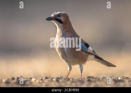 Saeurasien Jay (Garrulus glandarius) à la recherche de nourriture dans le parc national de Kiskunsagi, Pusztaszer, Hongrie. Février. Banque D'Images