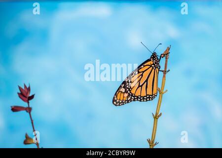 Monarch Butterfly, Danaus plexippuson, sèche les ailes sur fond bleu de tige de fleur Banque D'Images
