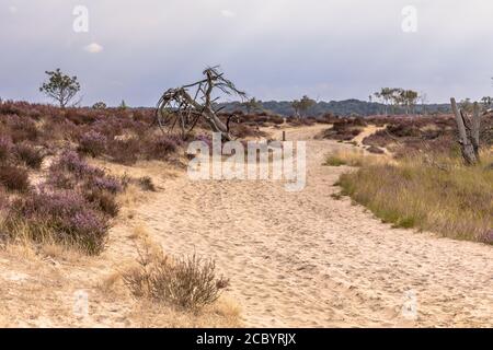 Paysage de lande Kalmthoutse Heide nature reserve, en Belgique sur un jour nuageux ensoleillé Banque D'Images