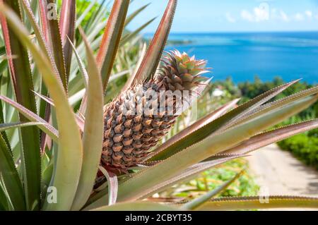 Plante d'ananas sur une colline avec une belle vue sur la mer en arrière-plan. Banque D'Images