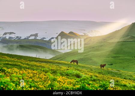 Une vue panoramique de deux chevaux au milieu d'un pré et de nombreuses fleurs jaunes dans la campagne islandaise le fond est montagneux et brumeux. Banque D'Images