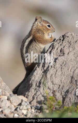 Cascade d'écureuil doré (Spermophilus saturatus) Dans le parc national du Mont Rainier Banque D'Images