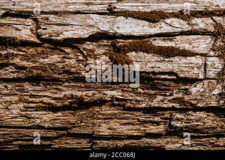 Gros plan sur la texture de l'écorce de l'arbre. Motif d'arrière-plan naturel de l'écorce d'arbre. Surface rugueuse du tronc. Mousse et lichen sur bois naturel. Banque D'Images