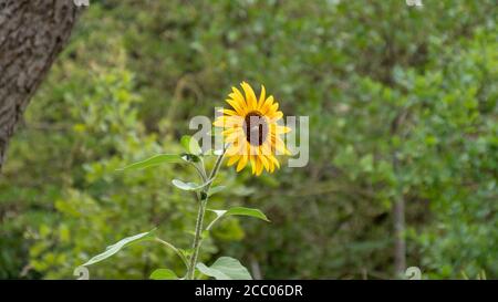 Tournesol avec abeille poussant seule dans la forêt Banque D'Images