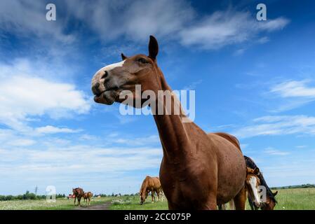 Portrait de beau cheval rouge en été Banque D'Images