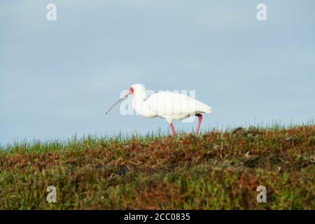 L'alimentation du Spoonbill africain dans la zone humide de la rivière Basse-Berg, Velddrif, Cap occidental Banque D'Images
