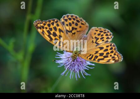 Fritillaire lavé à l'argent - Argynnis paphia, beau grand papillon orange des prés européens, Havraniky, République Tchèque. Banque D'Images