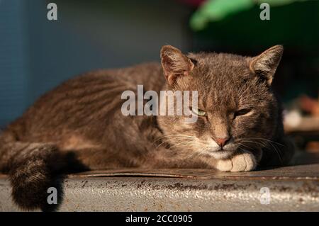 Mignon paresseux fureur brun chat est pose reposant drôle photo Banque D'Images