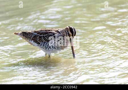 Photographie d'oiseaux de la bécassine commune (Gallinago gallinago). Banque D'Images