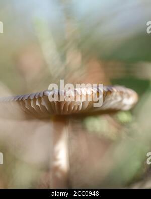 Résumé, petit plan d'ange d'un champignon, mise au point douce. Banque D'Images