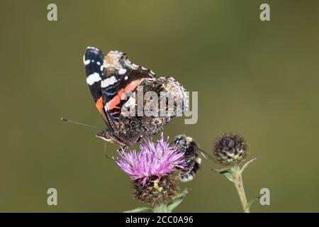 Papillon amiral rouge se nourrissant sur Ragwort Banque D'Images