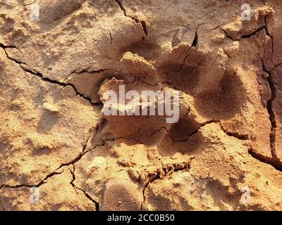 Empreintes de pied de chien sur la boue.empreintes de pied de chiens locaux sur la terre surface.chiens marchent sur le sol ongles de pied sur le sable semble clairement sol craqué boue brune apparaissent Banque D'Images