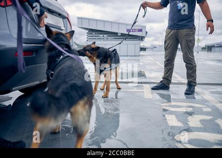 Chiens de détection de drogues inspectant la voiture à l'aéroport Banque D'Images