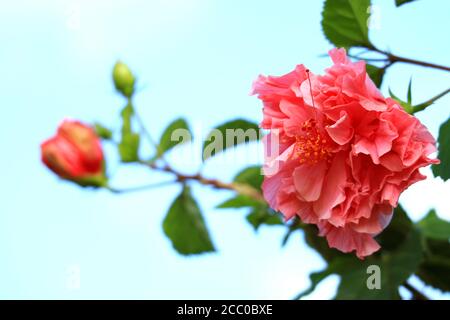 Gros plan de Hibiscus Mutabilis rose vif ou de fleur de coton contre Ciel bleu Banque D'Images