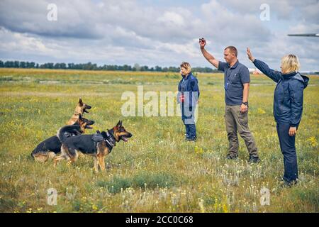 Chiens de canins qui se dressent dans les champs herbeux Banque D'Images