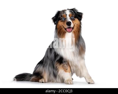 Chien berger australien beau et bien entretenu, assis sur les côtés. Regarder vers l'appareil photo avec des yeux bleu clair. Isolé sur fond blanc. Protocole d'entente Banque D'Images