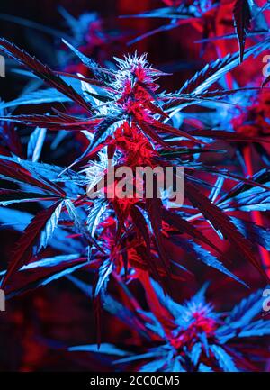 Plante mûre de cannabis - Northern Light. Chanvre illuminé par la lumière psychédélique de couleur pour l'effet hallucinant. Fleur de colas de bourgeon de marijuana femelle en fleurs Banque D'Images