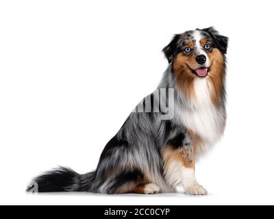 Chien berger australien beau et bien entretenu, assis sur les côtés. Regarder vers l'appareil photo avec des yeux bleu clair. Isolé sur fond blanc. Mo Banque D'Images