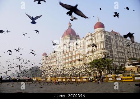 Un troupeau de pigeons volant derrière l'hôtel Taj Mumbai. Banque D'Images