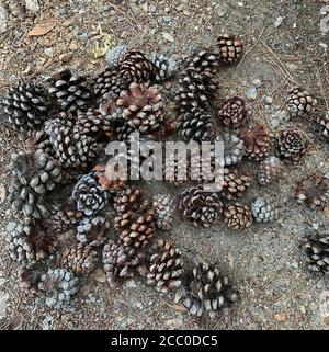Groupe de cônes de pin (Pinus Pinea) dans la forêt de pins. Vue de dessus. Banque D'Images