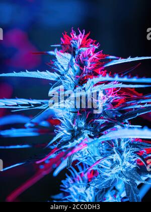 Plante mûre de cannabis - Northern Light. Chanvre illuminé par la lumière psychédélique de couleur pour l'effet hallucinant. Fleur de colas de bourgeon de marijuana femelle en fleurs Banque D'Images