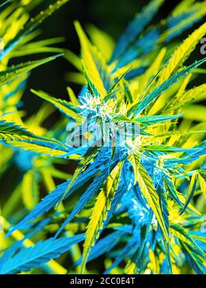 Plante mûre de cannabis - Northern Light. Chanvre illuminé par la lumière psychédélique de couleur pour l'effet hallucinant. Fleur de colas de bourgeon de marijuana femelle en fleurs Banque D'Images