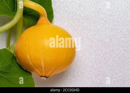 Légumes et fruits. Une courgette ou courgette biologique jaune, ronde et fraîche et mûre, juste récoltée sur un fond brillant. Agriculture et organi Banque D'Images