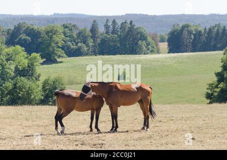 Deutsches Sportpferd ou Turnierpferd, chevaux domestiques (Equus ferus caballus) debout sur un pâturage dans la campagne en Allemagne, Europe occidentale Banque D'Images