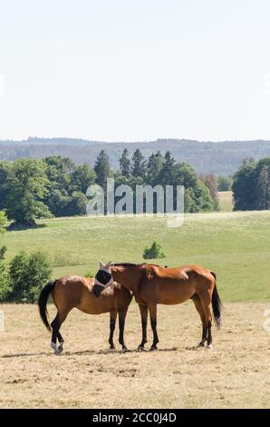 Deutsches Sportpferd ou Turnierpferd, chevaux domestiques (Equus ferus caballus) debout sur un pâturage dans la campagne en Allemagne, Europe occidentale Banque D'Images