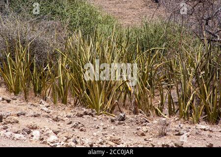 Sisal sauvage d'Afrique de l'est (Sansevieria ehrenbergii) gorge d'Olduvai Tanzanie Banque D'Images