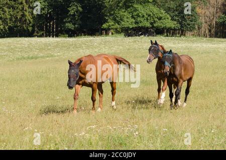 Deutsches Sportpferd ou Turnierpferd, chevaux domestiques (Equus ferus caballus) debout sur un pâturage dans la campagne en Allemagne, Europe occidentale Banque D'Images