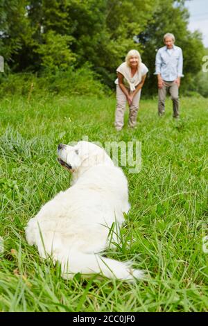 Le couple forme un chien de retriever doré dans le jardin été Banque D'Images