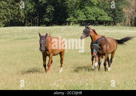 Deutsches Sportpferd ou Turnierpferd, chevaux domestiques (Equus ferus caballus) debout sur un pâturage dans la campagne en Allemagne, Europe occidentale Banque D'Images