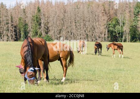 Deutsches Sportpferd ou Turnierpferd, chevaux domestiques (Equus ferus caballus) debout sur un pâturage dans la campagne en Allemagne, Europe occidentale Banque D'Images