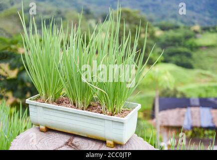 Pousses d'oignon plantule verte en pot dans le potager sur la montagne / échalotes croissant du sol Banque D'Images