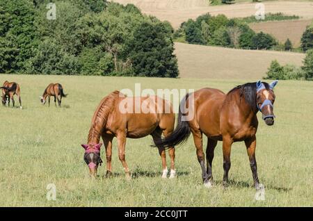 Deutsches Sportpferd ou Turnierpferd, chevaux domestiques (Equus ferus caballus) debout sur un pâturage dans la campagne en Allemagne, Europe occidentale Banque D'Images