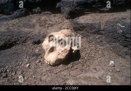 Crâne dans Olduvai gorge Tanzanie Banque D'Images