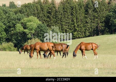 Deutsches Sportpferd ou Turnierpferd, chevaux domestiques (Equus ferus caballus) debout sur un pâturage dans la campagne en Allemagne, Europe occidentale Banque D'Images