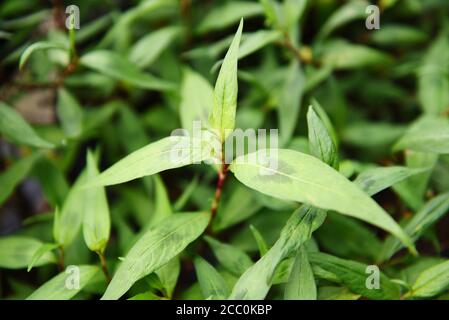 Coriander vietnamien herbe et légumes / menthe vietnamienne dans le jardin Banque D'Images