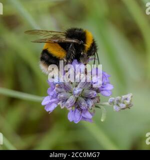 Macro image de Bumble Bee sur fleur de lavande collectant le nectar Banque D'Images