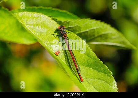 Vue rapprochée d'une grande mouche rouge (Pyrrhhosoma nymphula) au repos sur une feuille au printemps dans un jardin à Surrey, Angleterre Banque D'Images