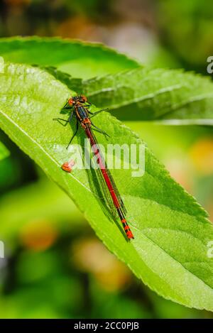 Vue rapprochée d'une grande mouche rouge (Pyrrhhosoma nymphula) au repos sur une feuille au printemps dans un jardin à Surrey, Angleterre Banque D'Images