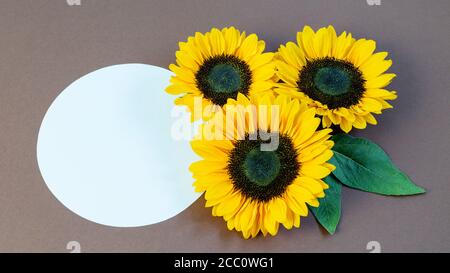 Têtes de tournesol et cercle de papier blanc avec espace pour votre texte sur fond marron. Carte de vœux créative. Banque D'Images