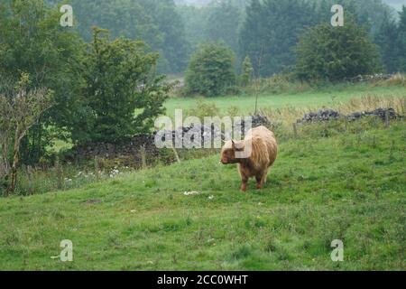 Élevage de bovins des Highlands dans la campagne anglaise Banque D'Images