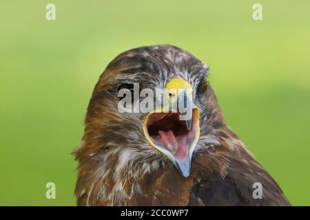 Photo à la tête d'un Buzzard eurasien (Buteo buteo) Oiseau de proie Banque D'Images