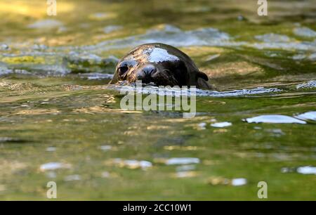 Berlin, Allemagne. 17 août 2020. Un sceau baigne dans son enceinte au zoo de Berlin. Credit: Britta Pedersen/dpa-Zentralbild/dpa/Alay Live News Banque D'Images