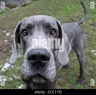 Gros plan portrait d'un grand chien Dane noir dans un jardin regardant la caméra Banque D'Images